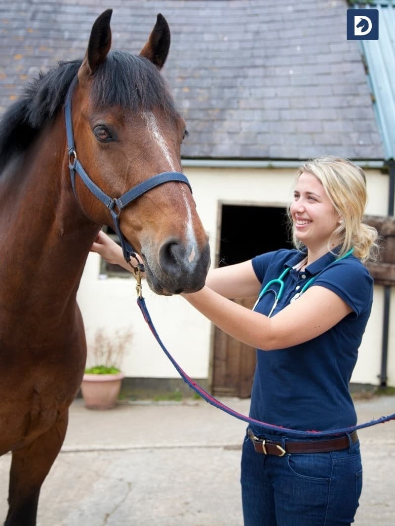 Veterinarian examining a horse