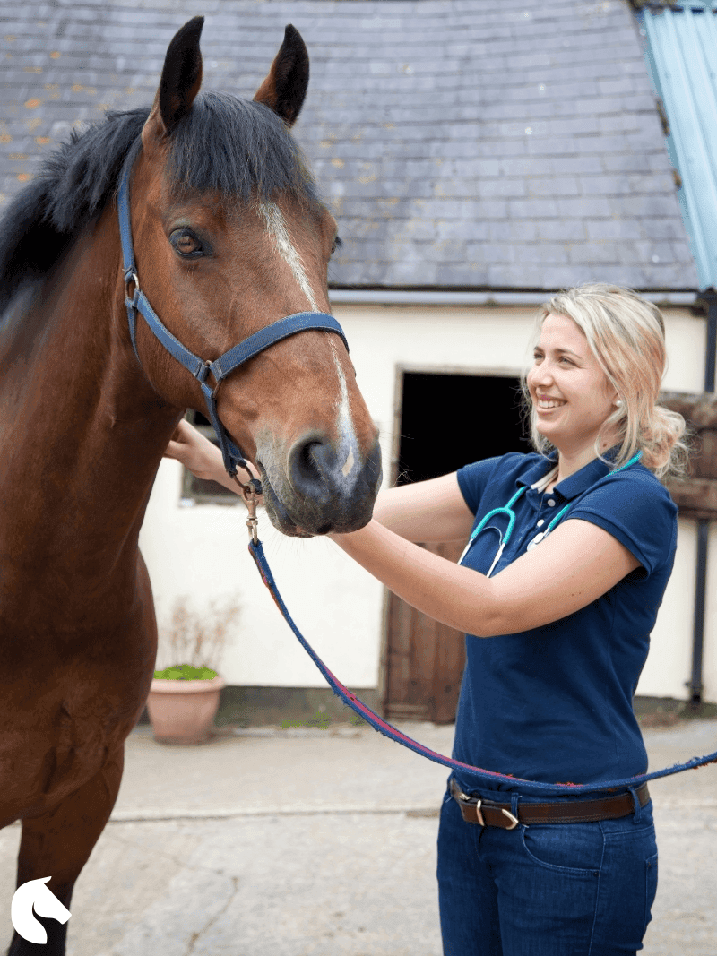 Veterinarian examining a horse